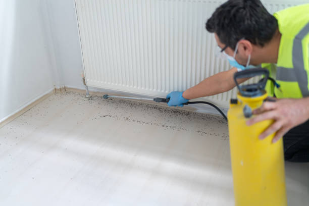 Best Flea Control Services  in Mineral Springs, AR